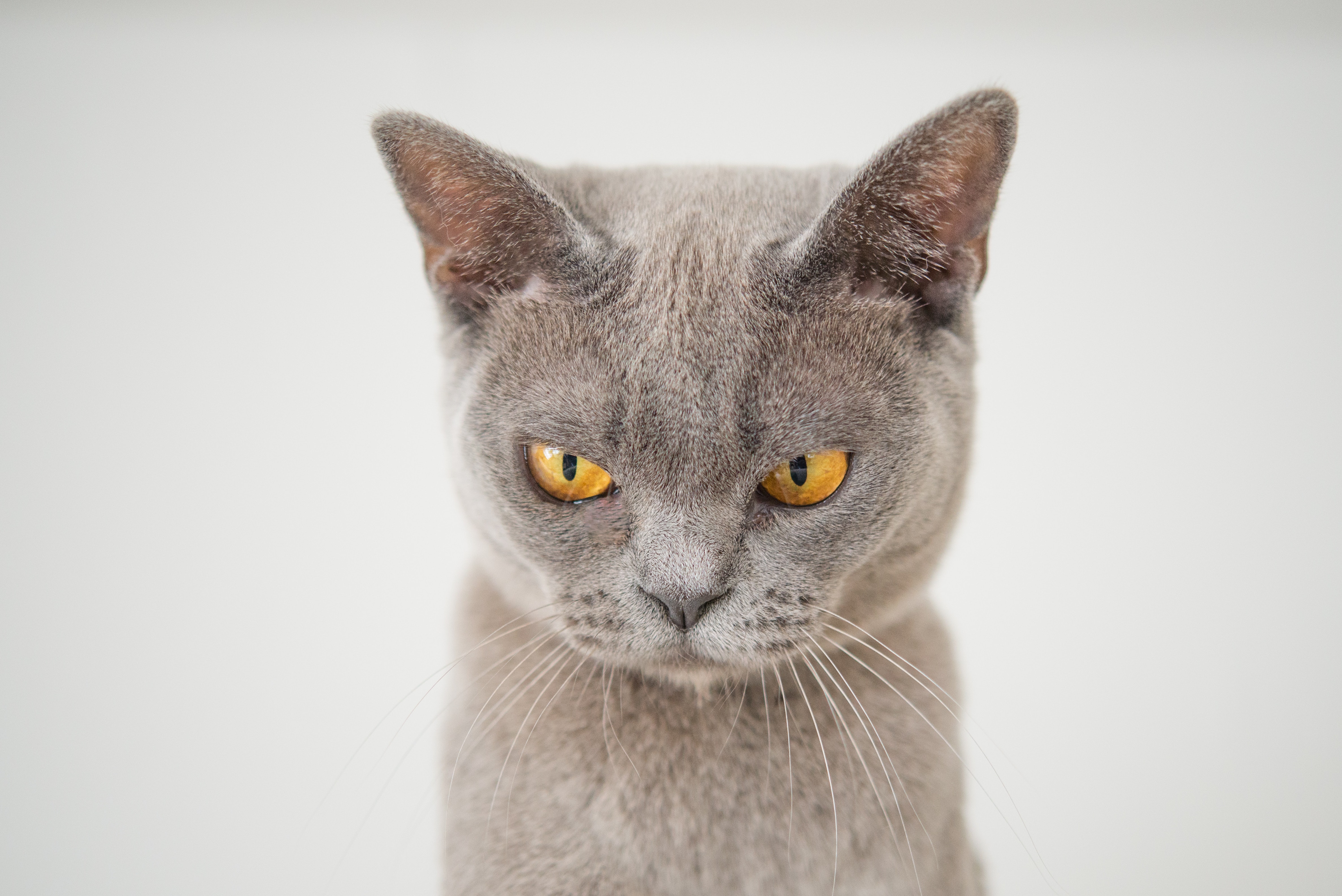 Eine von RxJS-Programmierung genervte Katze.
